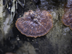 Phlebia radiata