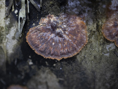Phlebia radiata