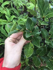 Wikstroemia oahuensis