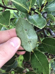 Wikstroemia oahuensis