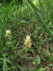 Trifolium caucasicum