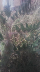 Indigofera astragalina