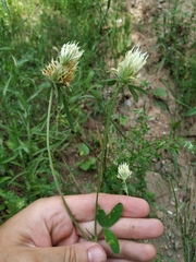 Trifolium caucasicum