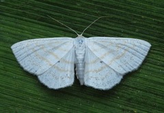 Scopula caricaria