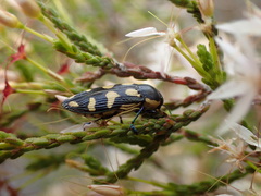 Castiarina adelaidae