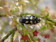 Castiarina adelaidae