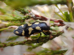 Castiarina adelaidae