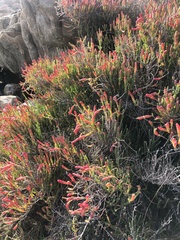 Salicornia littorea