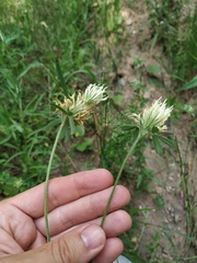 Trifolium caucasicum
