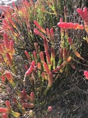 Salicornia littorea