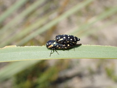 Diphucrania duodecimmaculata