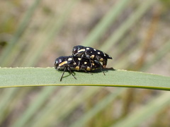 Diphucrania duodecimmaculata