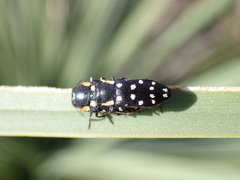 Diphucrania duodecimmaculata