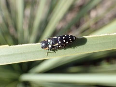 Diphucrania duodecimmaculata