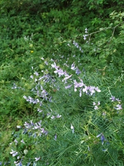 Vicia tenuifolia