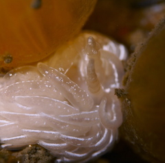 Favorinus blianus