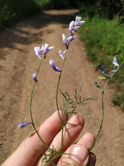 Vicia tenuifolia