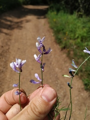 Vicia tenuifolia