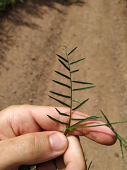 Vicia tenuifolia
