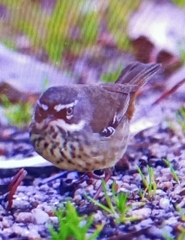 Sericornis maculatus