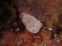 Diaphorodoris luteocincta