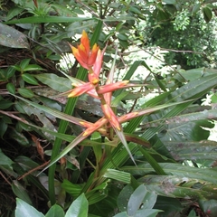 Guzmania plicatifolia