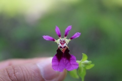 Cuphea calaminthifolia