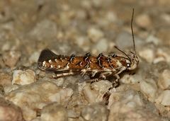 Eteobalea isabellella