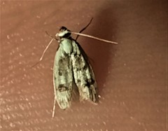 Scatochresis innumera