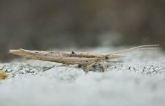 Ypsolopha mucronella