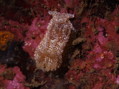 Goniodoris castanea