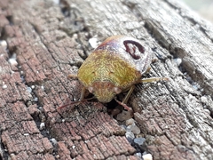Solenotichus circuliferus