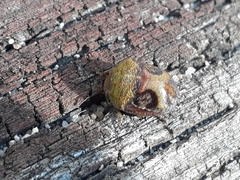 Solenotichus circuliferus