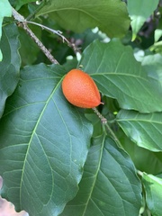 Bunchosia glandulifera