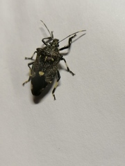 Eocanthecona thomsoni