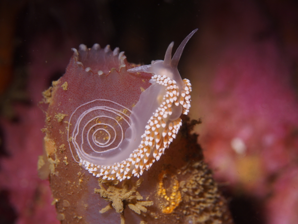 Red-finger Aeolis