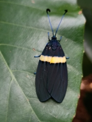Eterusia risa