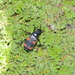 Nicrophorus przewalskii - Photo (c) Fei_REN, some rights reserved (CC BY-NC), uploaded by Fei_REN