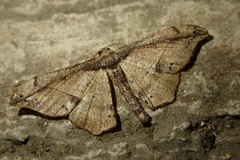 Hyposidra infixaria