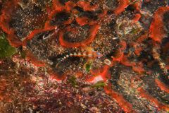 Notoclinops segmentatus