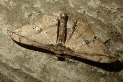 Hyposidra infixaria