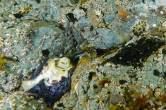 Parablennius laticlavius