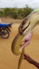 Psammophis mossambicus