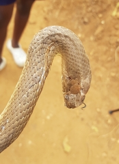 Psammophis mossambicus