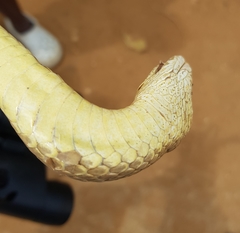 Psammophis mossambicus