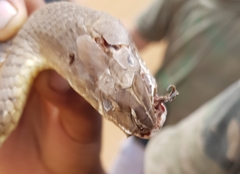 Psammophis mossambicus