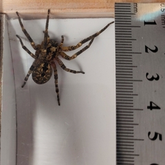 Zoropsis spinimana
