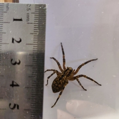 Zoropsis spinimana
