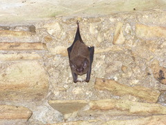 Peropteryx macrotis
