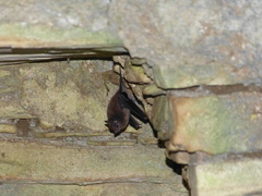 Peropteryx macrotis